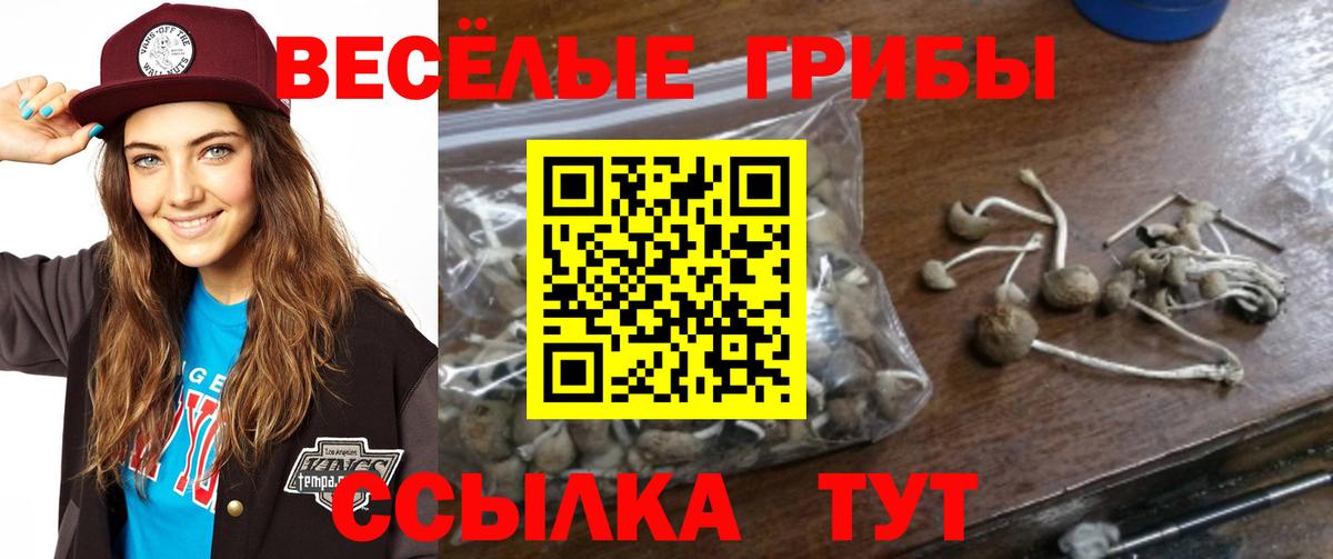 Осинники  наркотики  Вход с VPN  Галлюциногенные грибы Psilocybe 